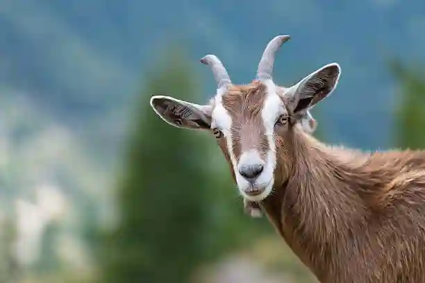 Sheep Small