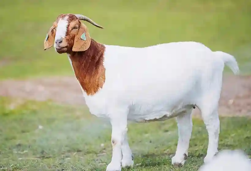 Sheep Mid