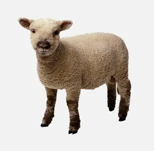 Sheep Small