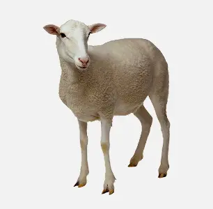 Sheep Mid