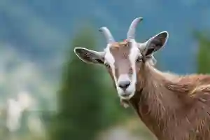 Sheep Small