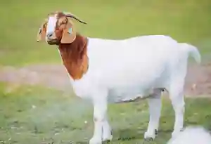Sheep Mid